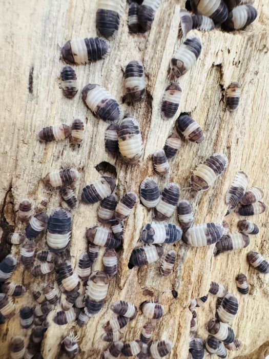 Prosionki, isopody, ekipa sprzątająca cała lista