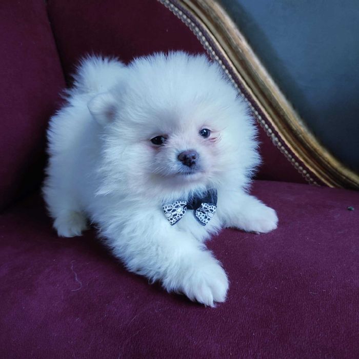 Szpic miniaturowy > dostępny piesek /gotowy do odbioru.