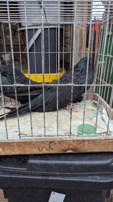 Garlacze Staroniemieckie, gołębie, Garłacze