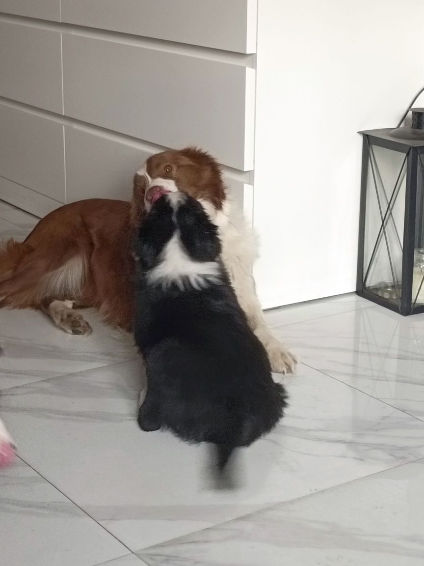 Suczka Border collie