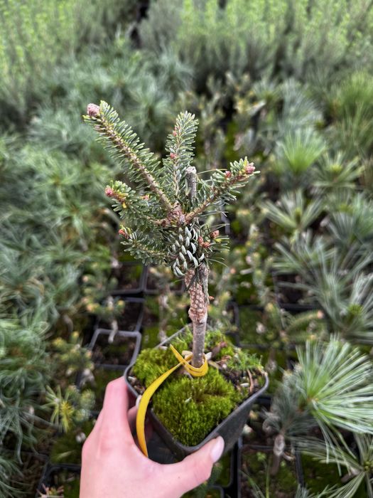 Туя смарагд.Однорічні прищеплені (привиті) хвойні рослини