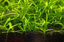 Porçao de helanthium tenellum green
