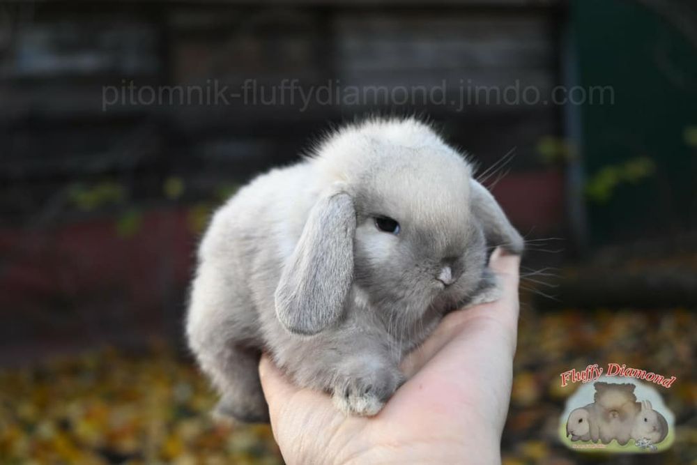 Кролики карликових порід! Висловухі кроленята готові до перееїзду!
