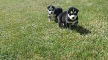 Niebieskooki szczeniaczek Siberian husky z elitarnym rodowodem