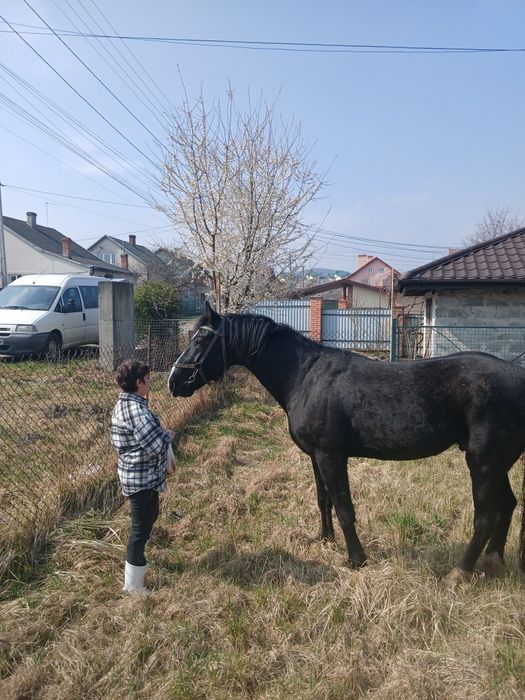 Вогер,Орловський рисак для спарювання
