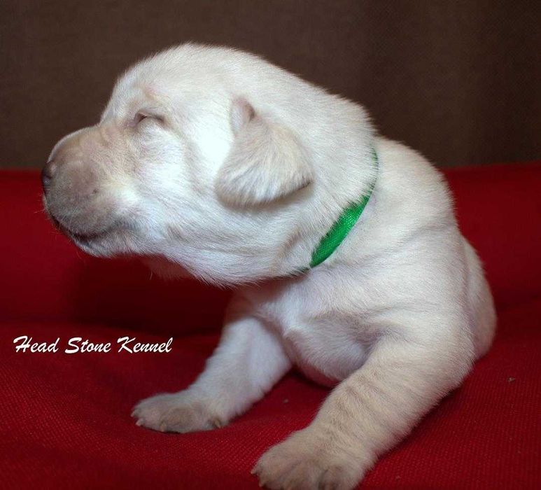 Щенки Лабрадора ретривера