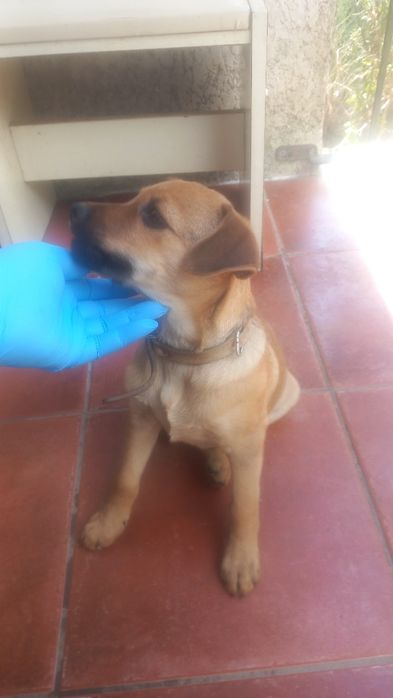 Cão Masculino de porte pequeno