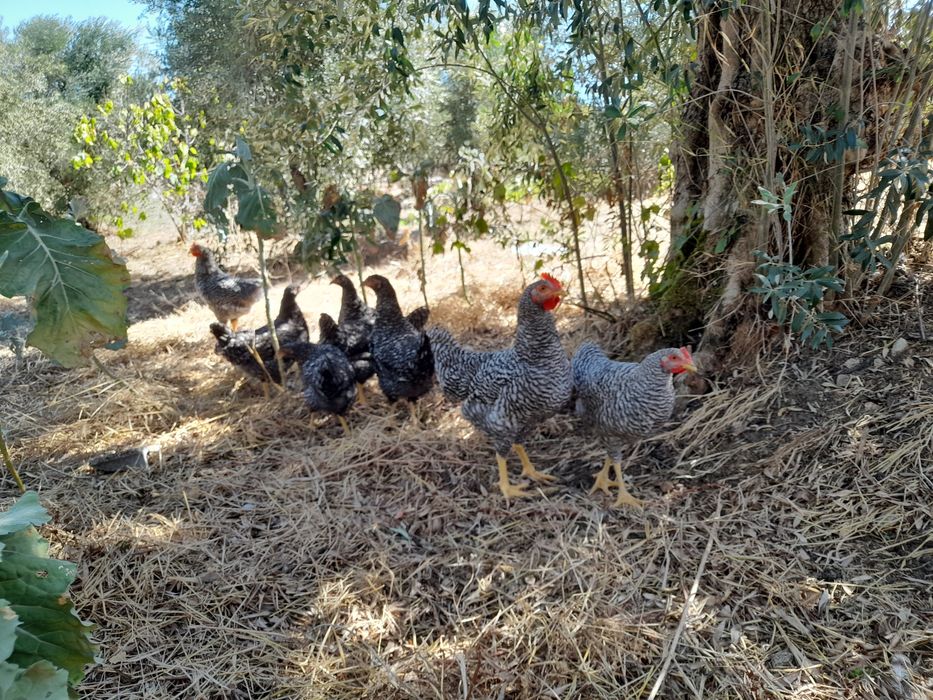 Galos Pedrês Portuguesa