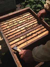 Продам бджолосім’ї, пчелосемьи, бджоли Вулики