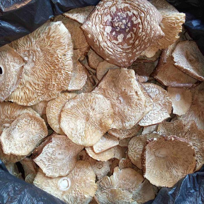 Продам гриби, квіти