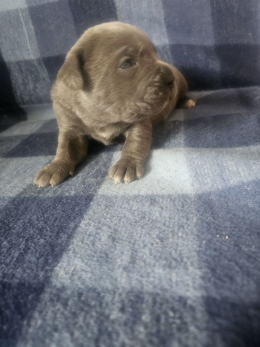 Sunia Cane Corso