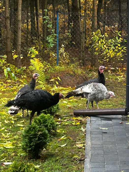 Sprzedam indyki tegoroczne