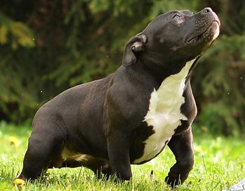 American bully czarna suczka