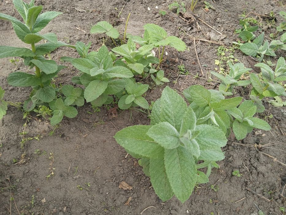 Меліса та багато квітуючих квітів