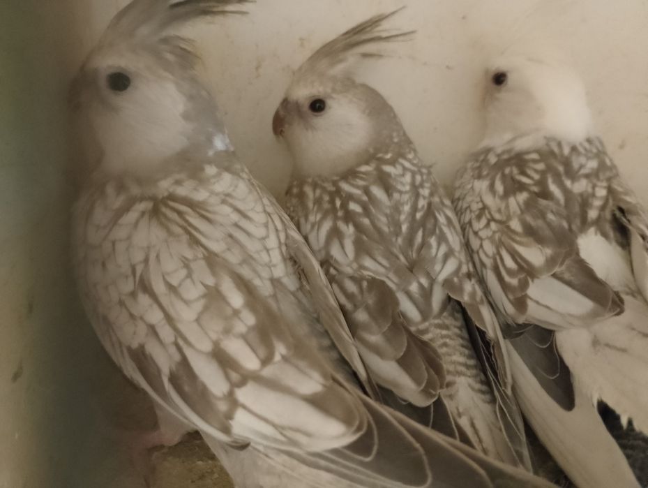 Sprzedam Papugi Nimfy