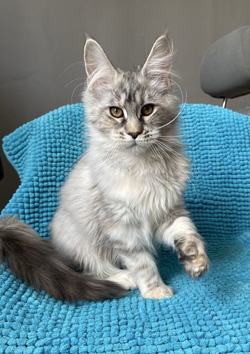 Котята Мейн кун , питомник !