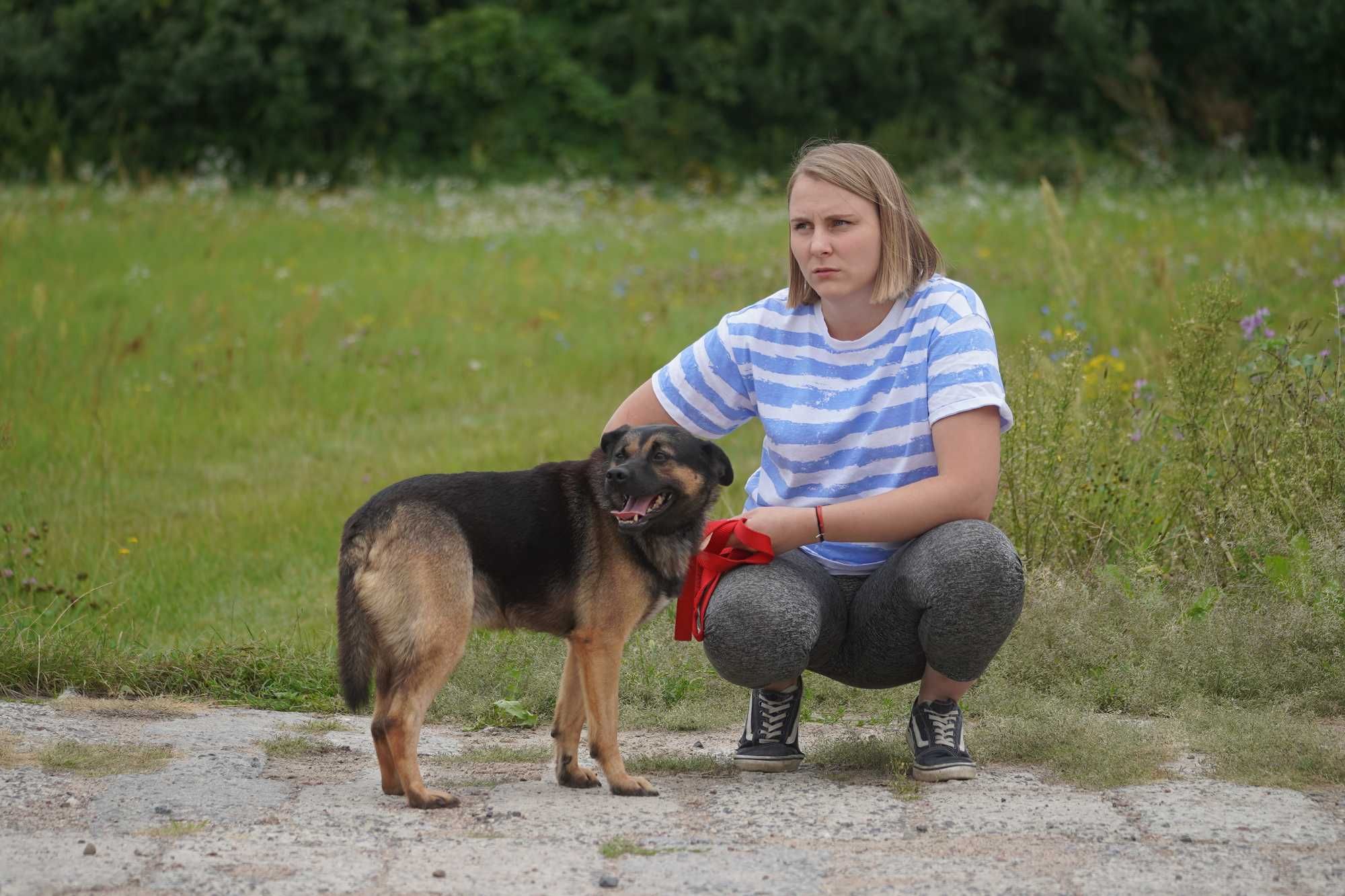 Virgo - średniej wielkosci pies szuka domu