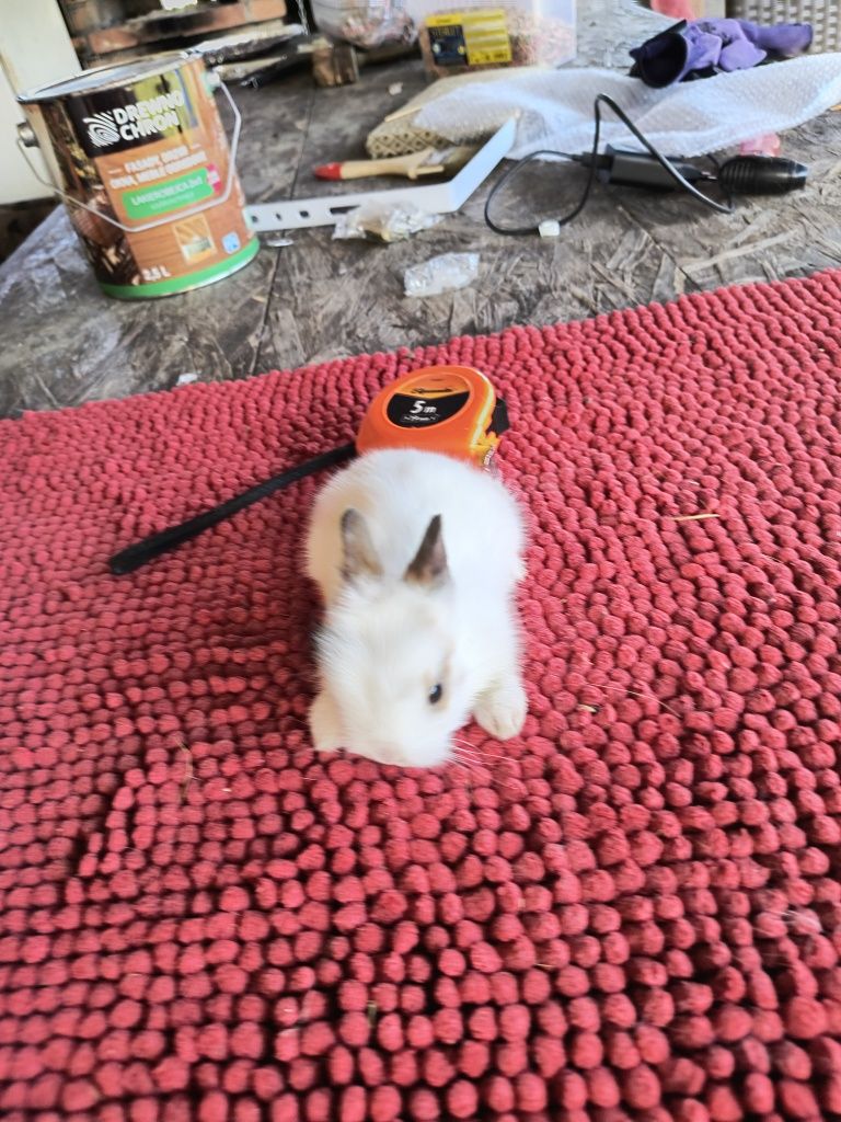 Miniaturki rasowe