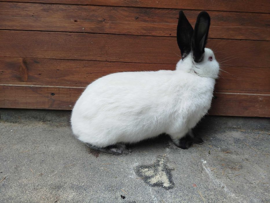 Kalifornijski czarny, rodowód, samiczka 4 m-ce, 3 kg