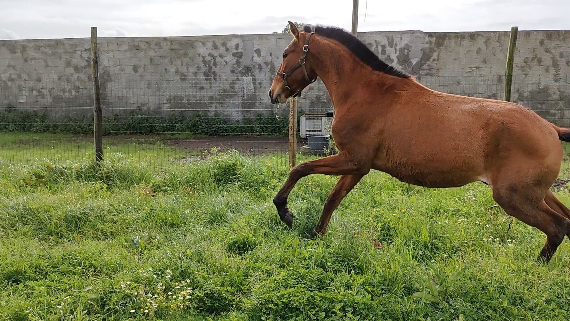 Poldro Lusitano mas sem papéis