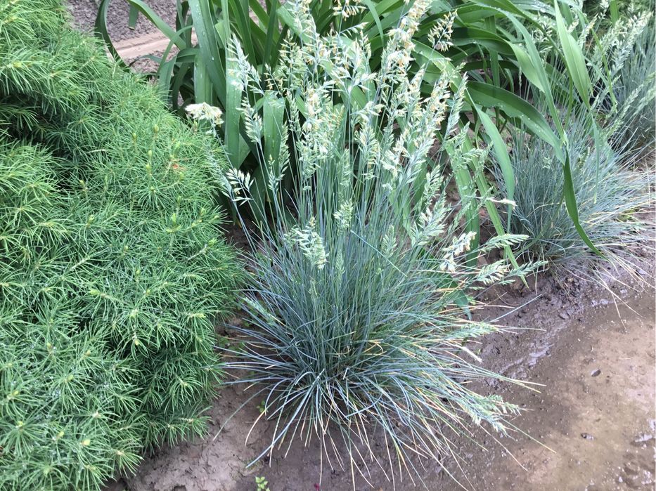 Овсяница голубая