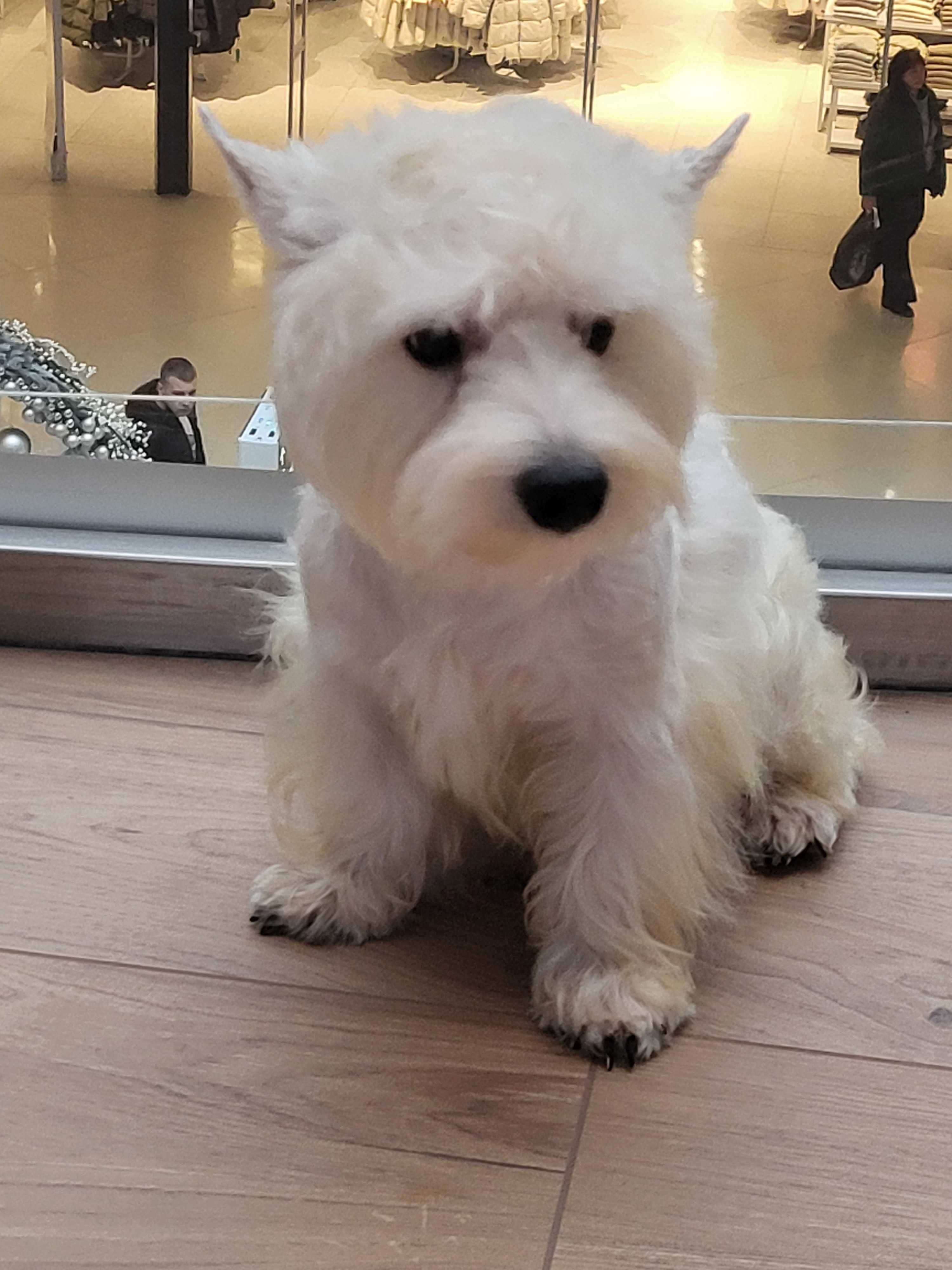 Вест Хайленд Уайт Тер'єр/West Highland White Terrier