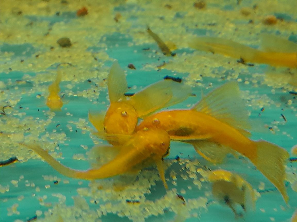 Glonojad.Długa i krótka płetwa. Albino i Czarno Szare 3-4 cm i większe