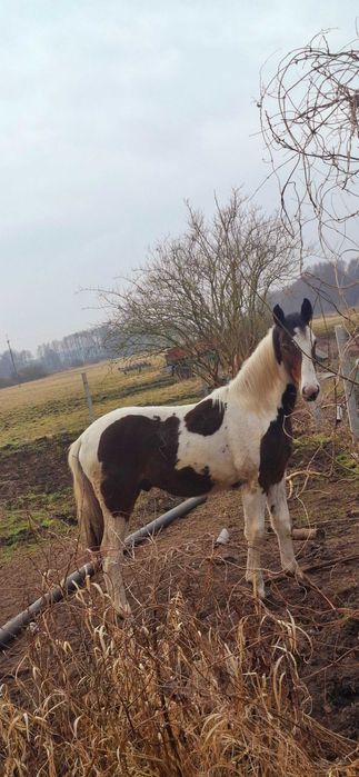 Konie ogierki i klaczki