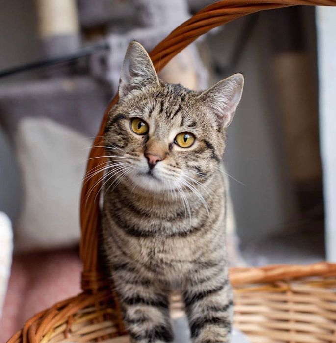 Тигровый котенок подросток бесплатно