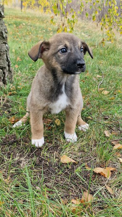 Щеня дівчинка 1.5 місяці, буде середньою