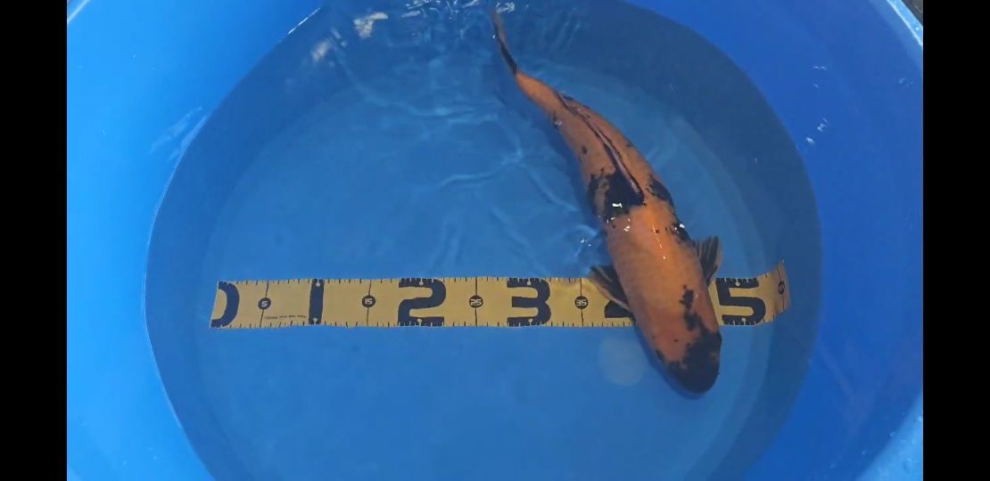 Carpa Koi Hi Utsuri 42cm