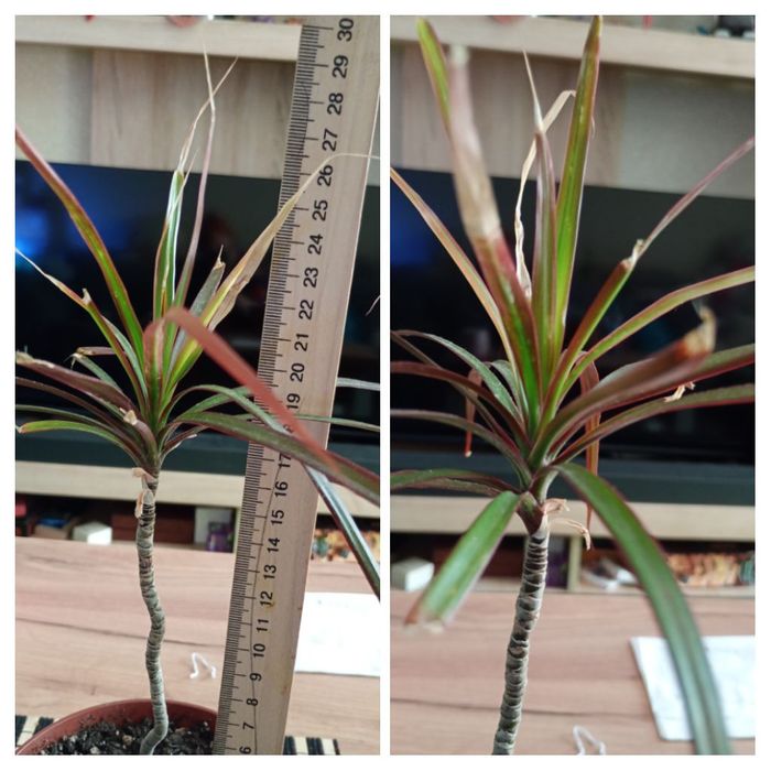 Продам драцены 40 60 80