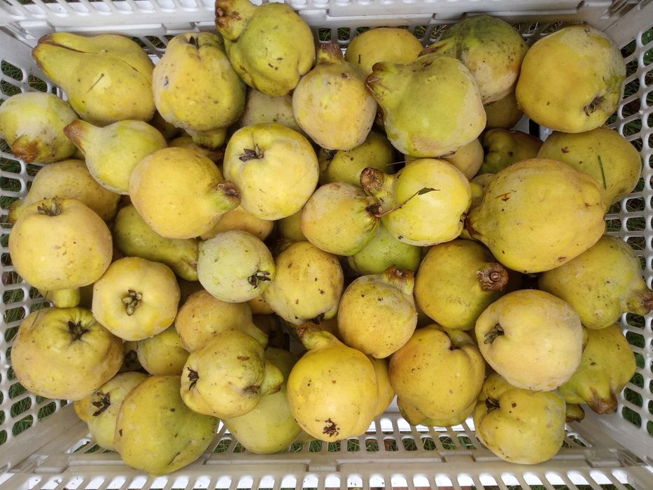 pigwa, owoce pigwy, ekologiczne, 5 zł/kg