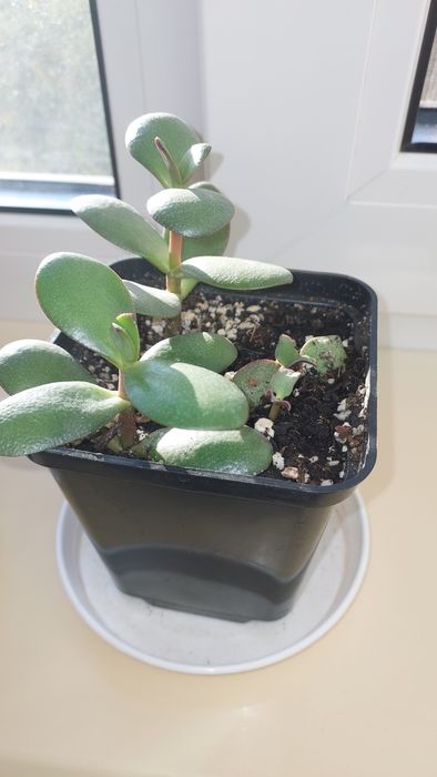 Грошове дерево толстянка