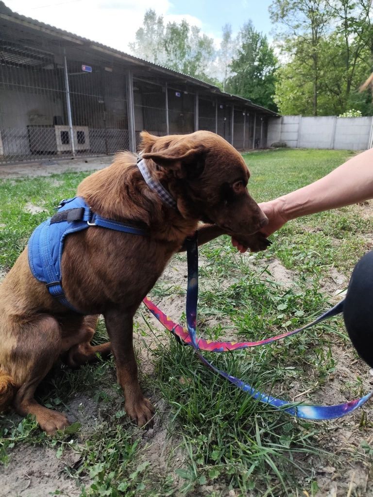 Czekoladowy Eguś do adopcji