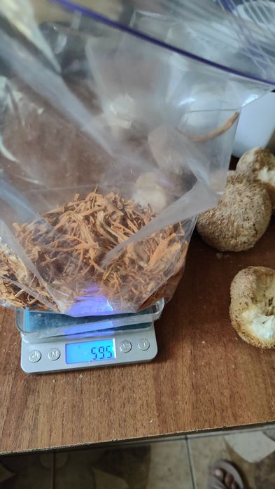 Їжовік гребінчастий, траметес, рейши, кордіцепс