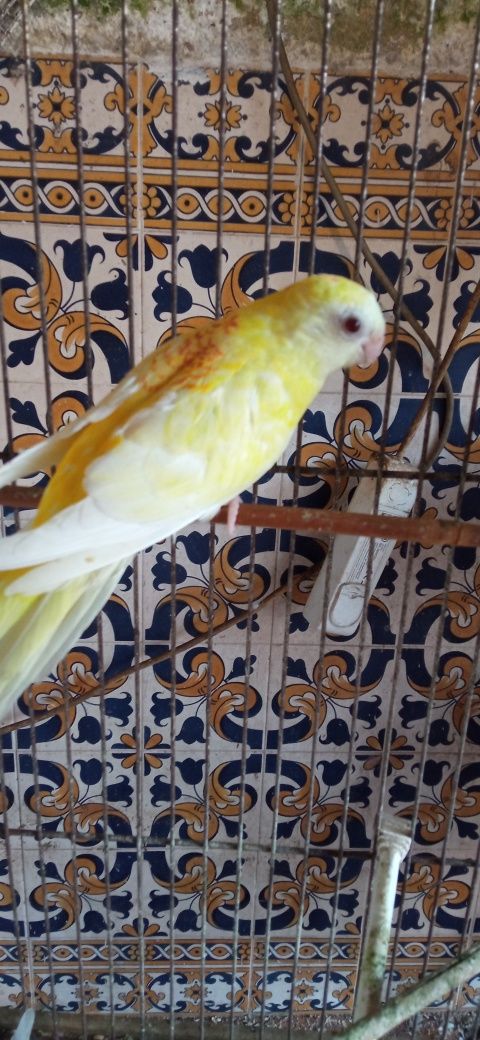 Red rumped varios