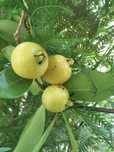 Árvores tropicais