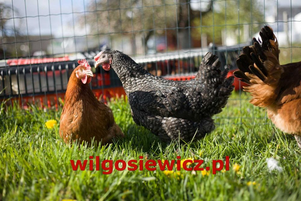 Kury kokoszki nioski rasy Rosa na wybieg transport Gratis