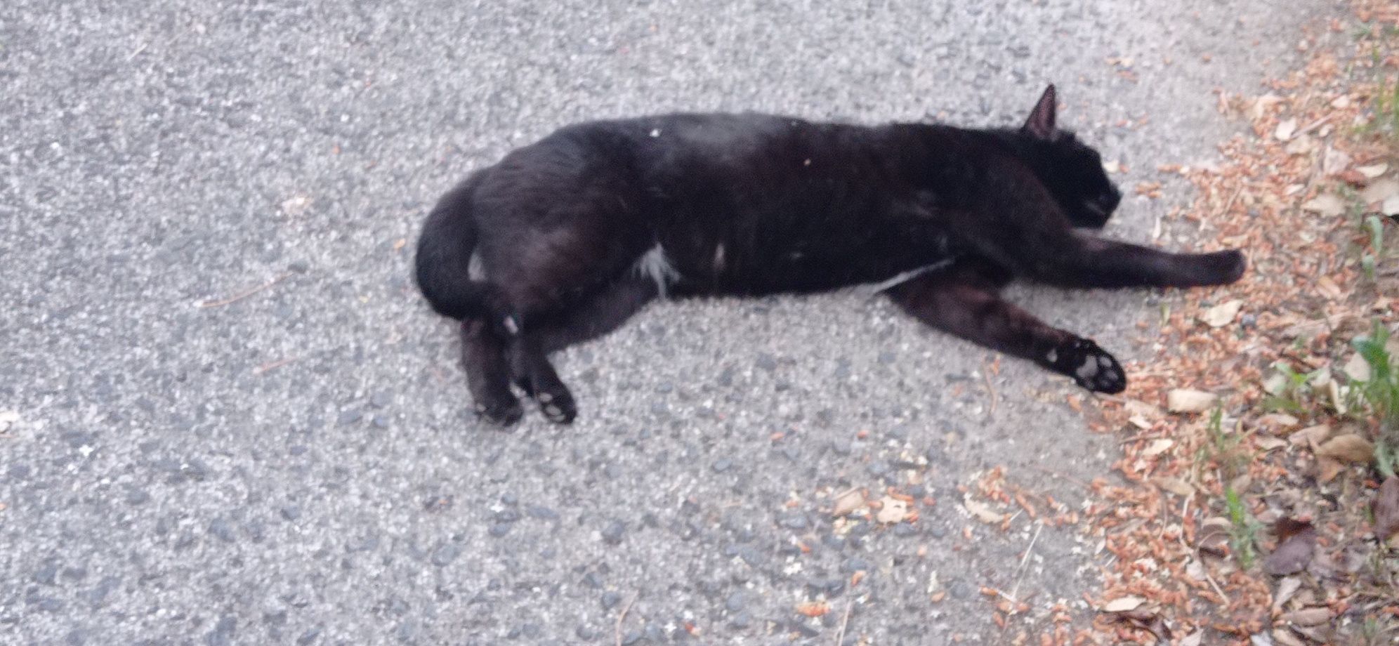 Gato para adopção