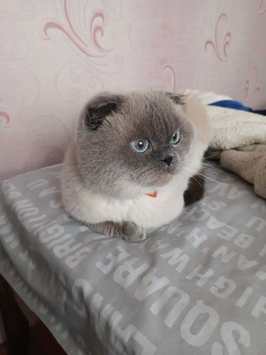 Отдам кота в добрые руки