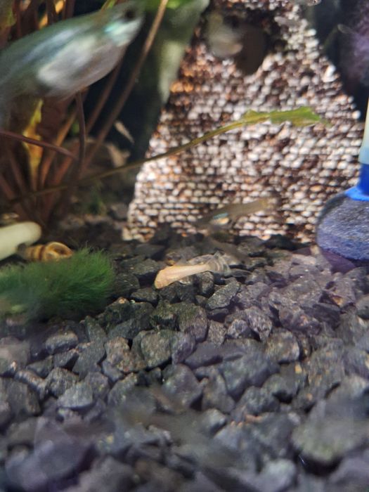 Małe złote glonojady. Zbrojniki