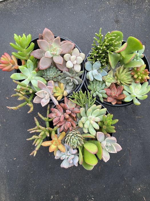 Набір свіжозрізаних сукулентів 250 грн