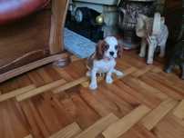 Piesek Cavalier King charles spaniel