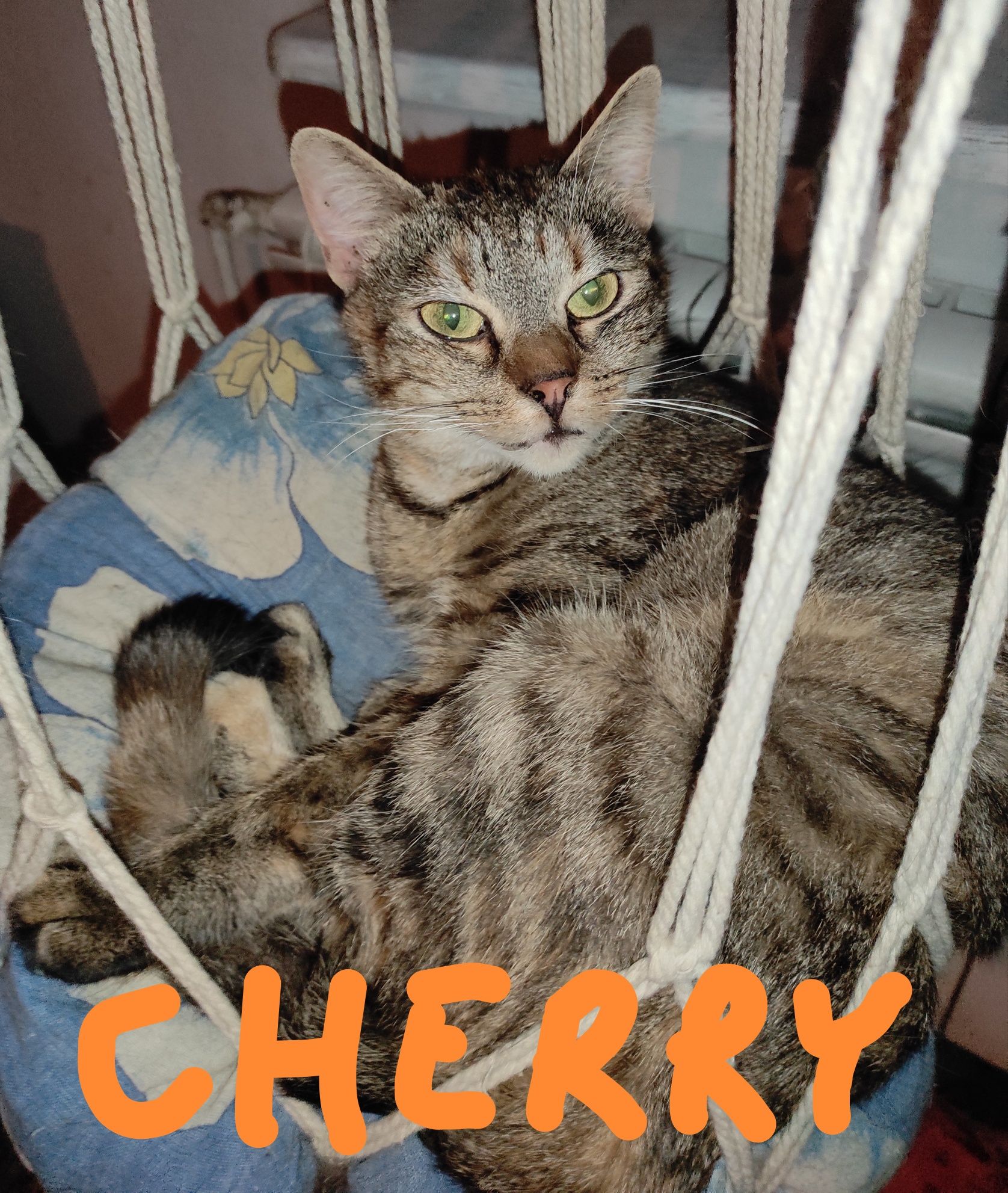 CHERRY do adopcji .