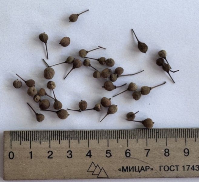 Заготую насіння дрібнолистової липи 2025