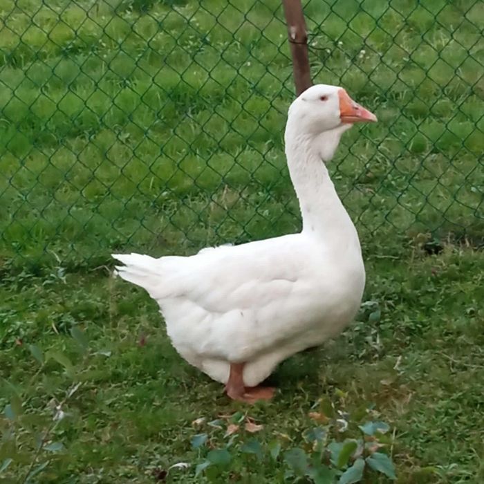 Gęsi  Chołmogory