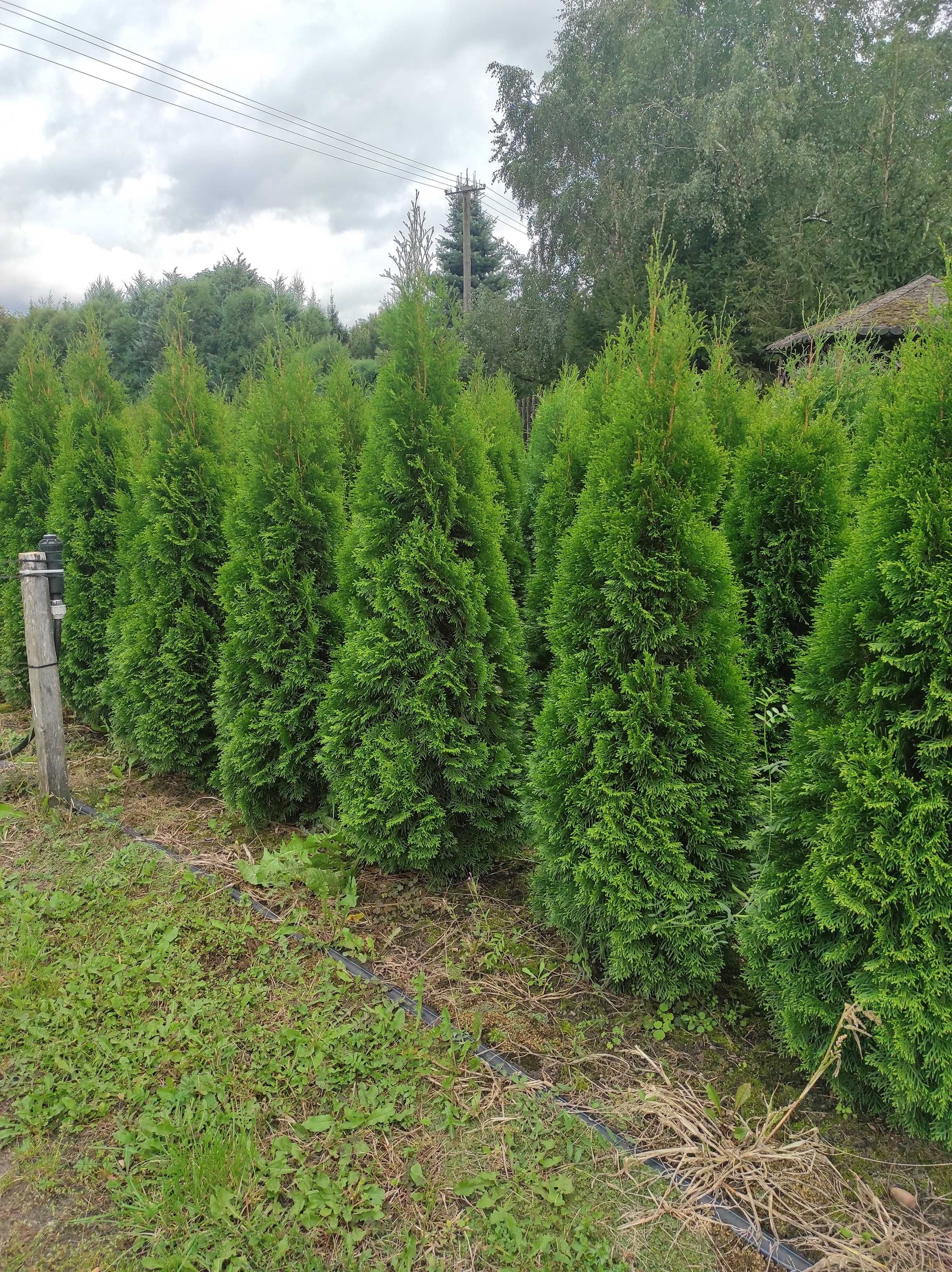 Tuja Szmaragd ! Bardzo Ładna ! 140-160cm! Transport! Thuja !