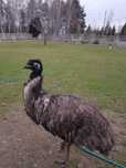 Strusie Emu 2 szt