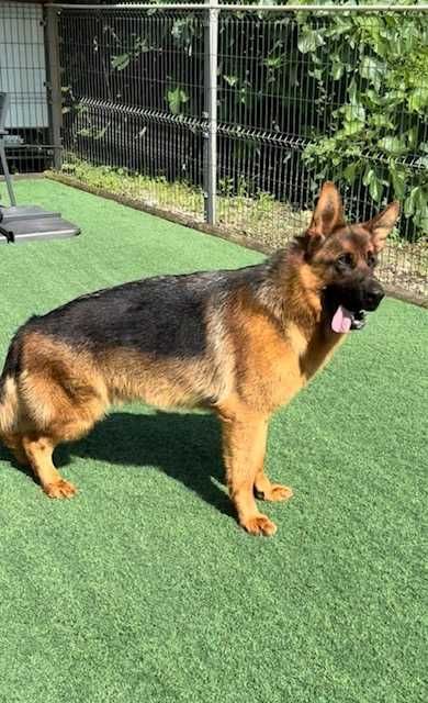 Cachorro Pastor Alemão